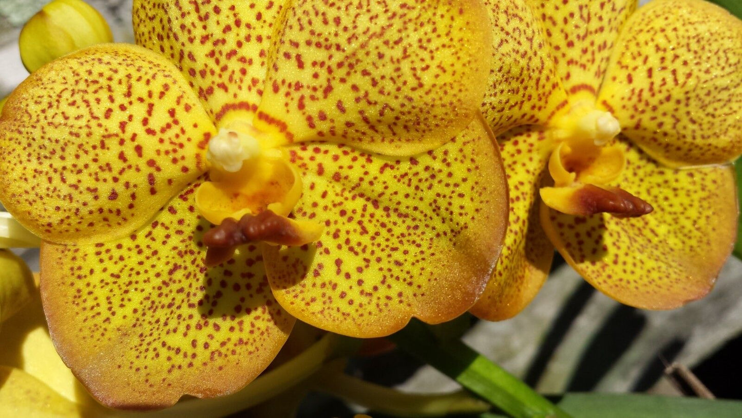 Vanda Variety Special Package Vanda 3 plants of different colors