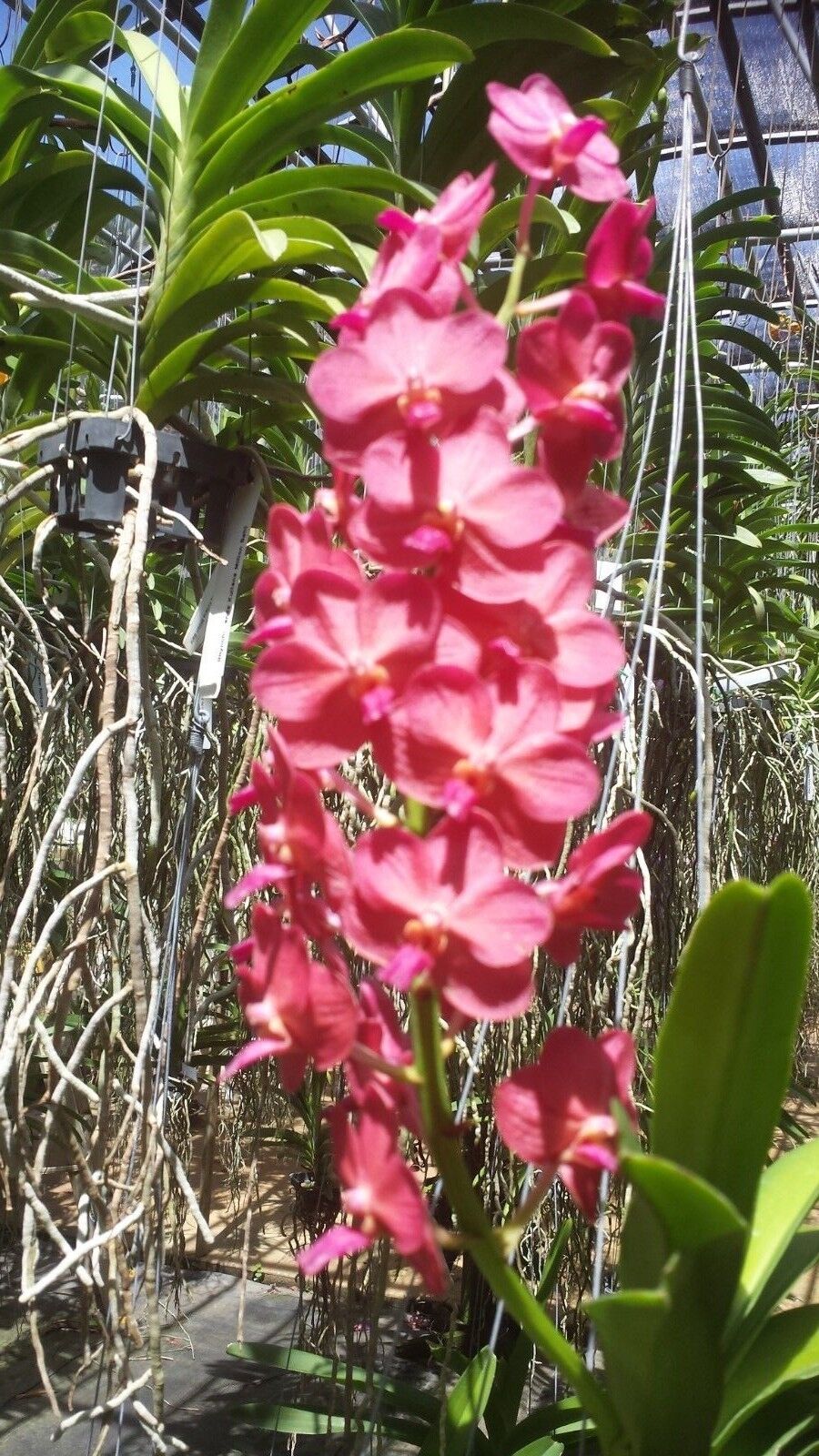 Vanda Variety Special Package Vanda 3 plants of different colors