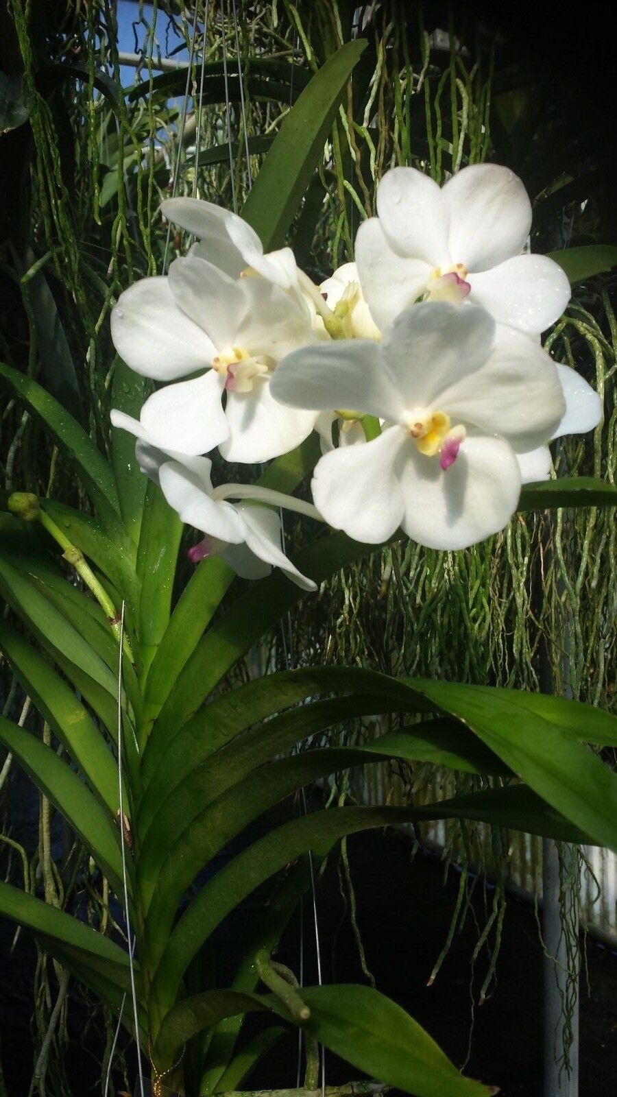 Vanda Variety Special Package Vanda 3 plants of different colors