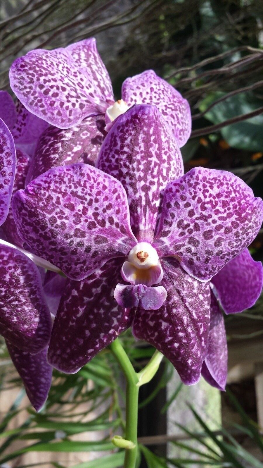 Vanda Variety Special Package Vanda 3 plants of different colors