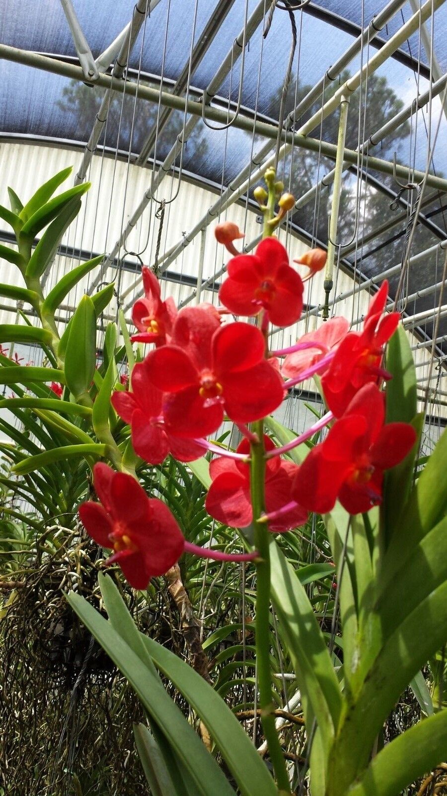 Vanda Variety Special Package Vanda 3 plants of different colors