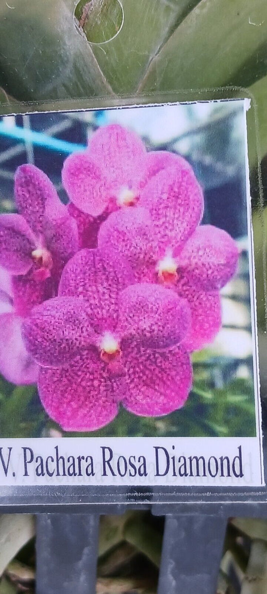 Vanda Pachara Rosa Diamond