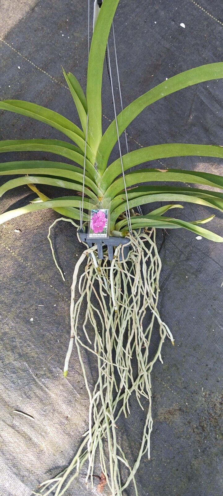 Vanda Pachara Rosa Diamond