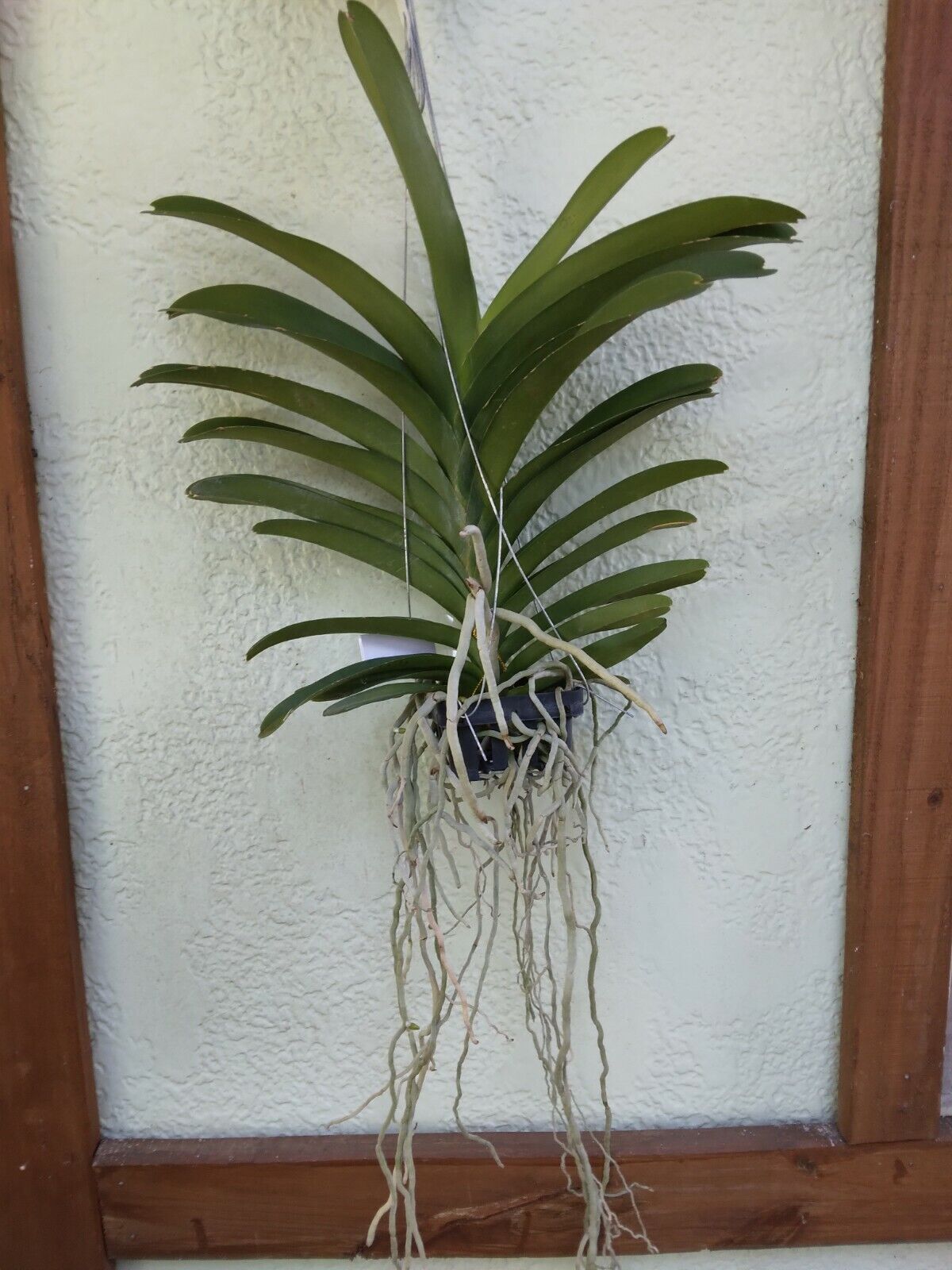 Vanda Pachara Rosa Diamond