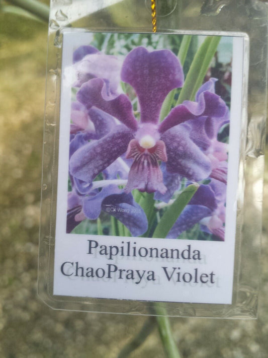 Vanda Papilionanda ChaoPraya Violet Full Sun