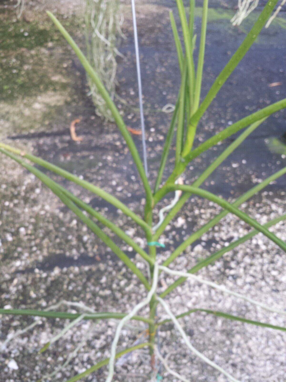 Vanda Papilionanda ChaoPraya Violet Full Sun