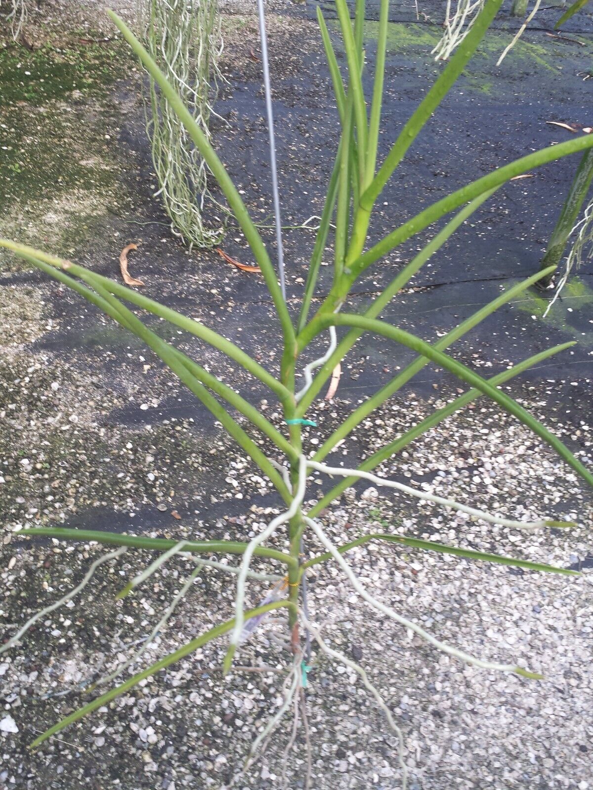 Vanda Papilionanda ChaoPraya Violet Full Sun