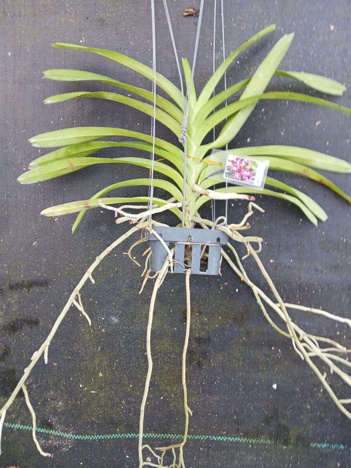 Vanda Papilionanda Paksorn Red Fragrance