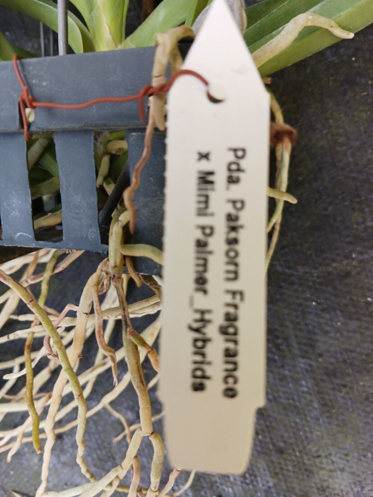 Vanda Pda Paksorn Fragrance x Mimi Palmer