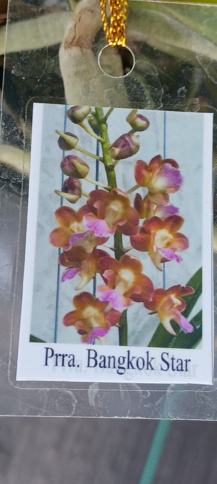 Vanda Perreiraara Rhynchorides Bangkok Star