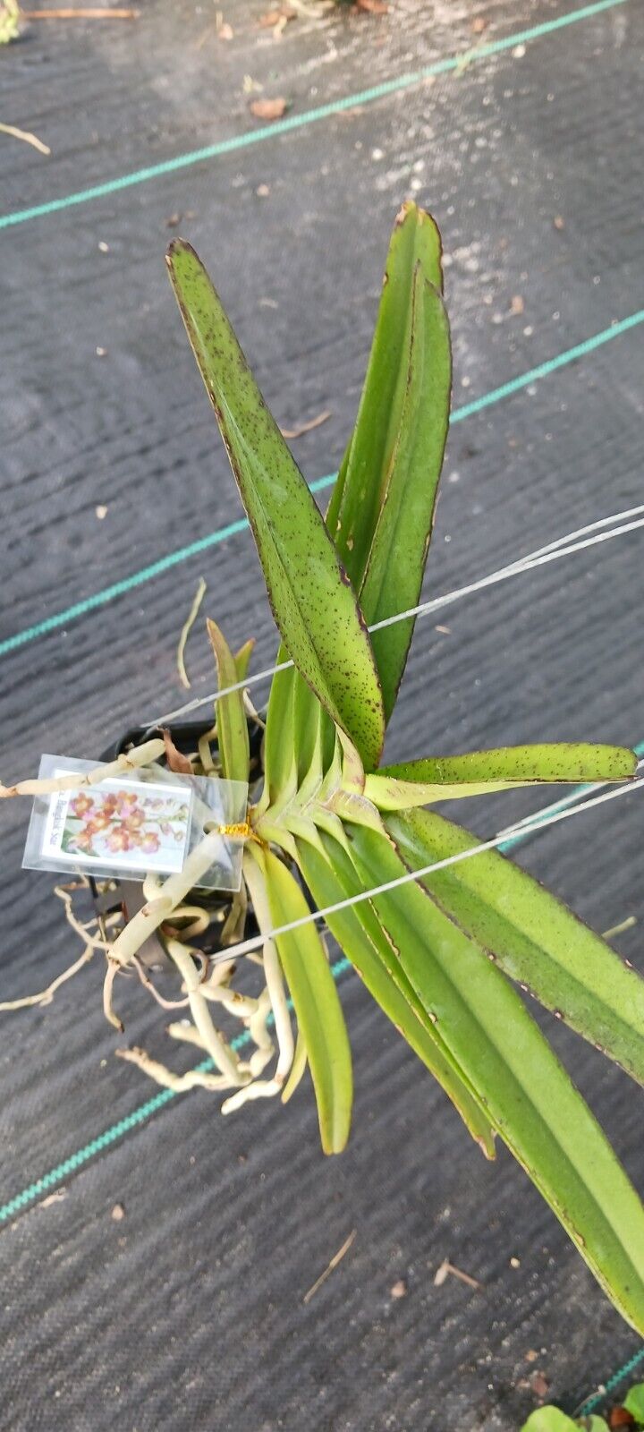 Vanda Perreiraara Rhynchorides Bangkok Star