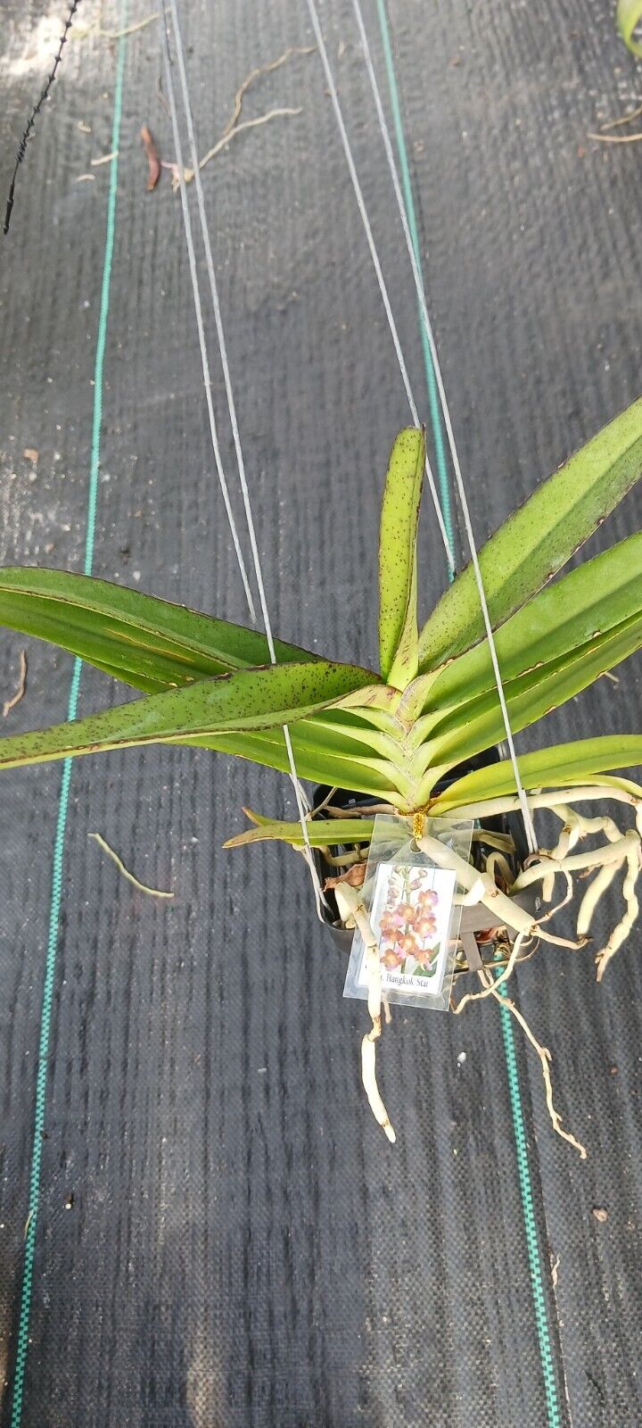 Vanda Perreiraara Rhynchorides Bangkok Star