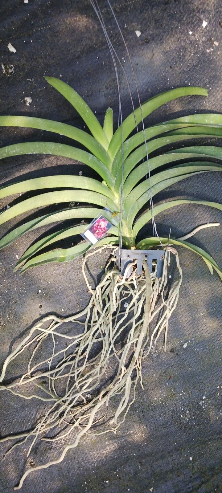 Vanda Perry Hollingsworth