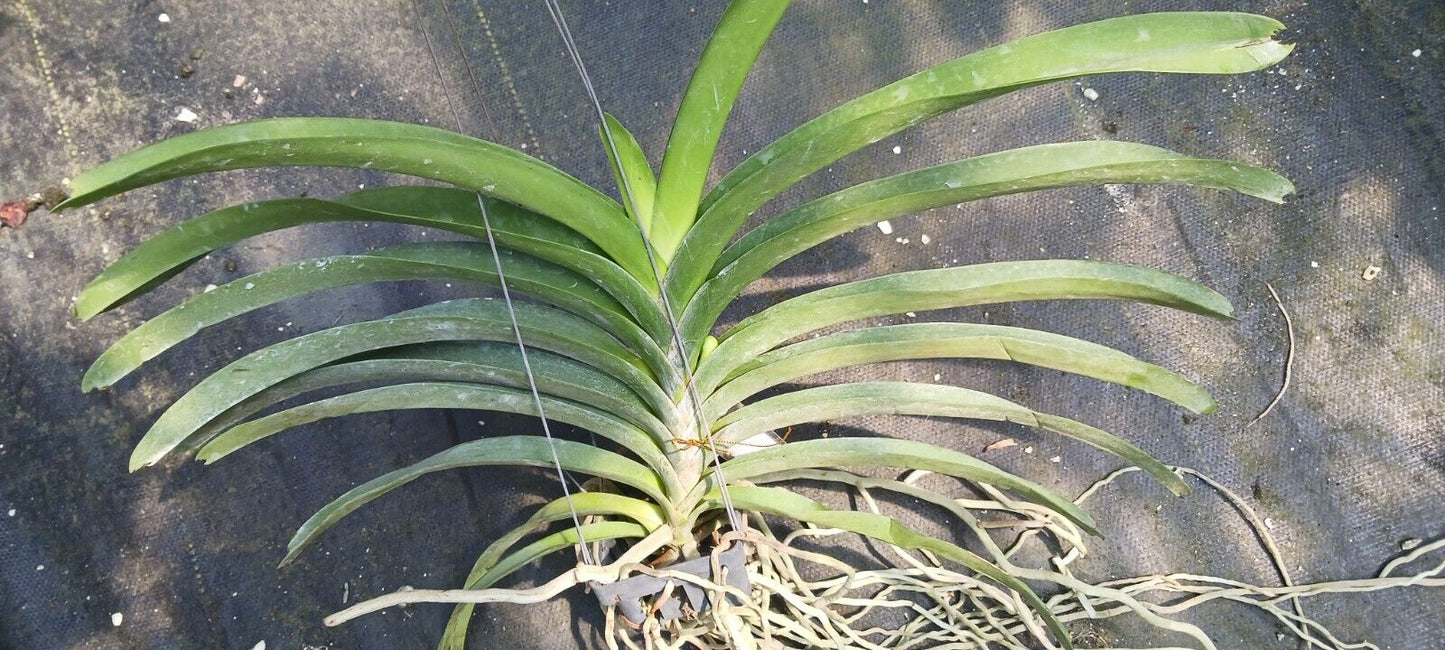 Vanda Perry Hollingsworth