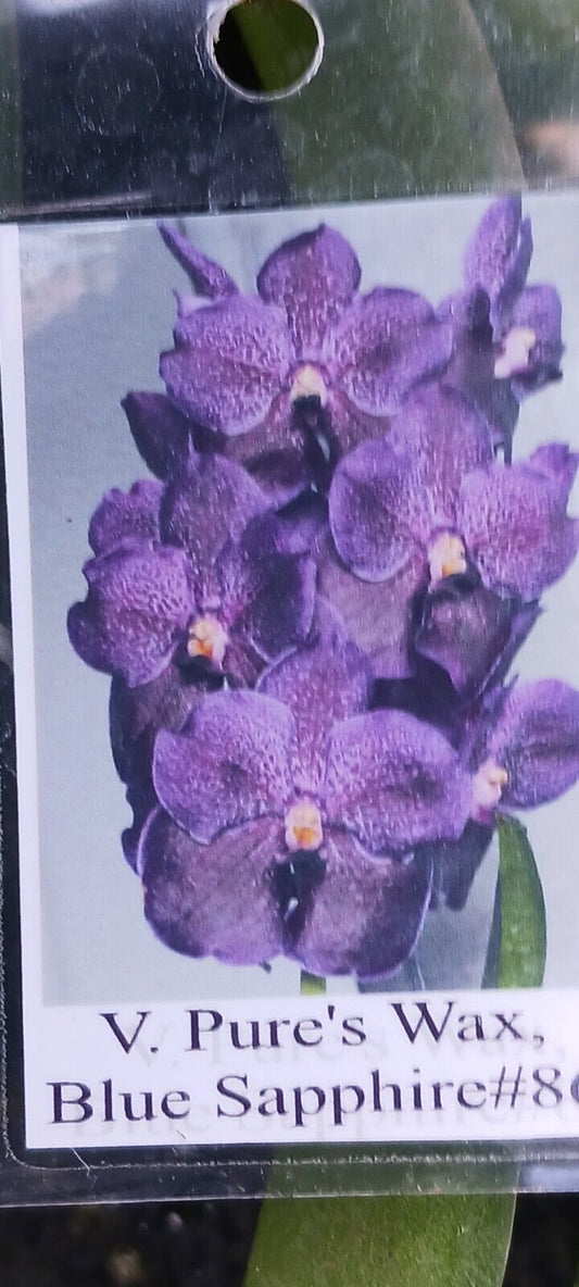 Vanda Pure's Wax Blue Sapphire
