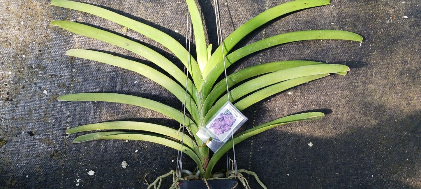 Vanda Pure's Wax Blue Sapphire