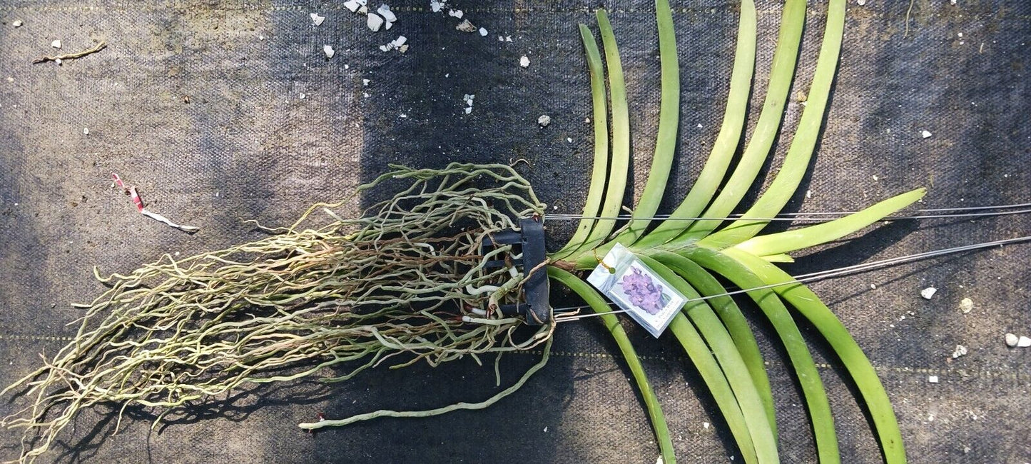 Vanda Pure's Wax Blue Sapphire