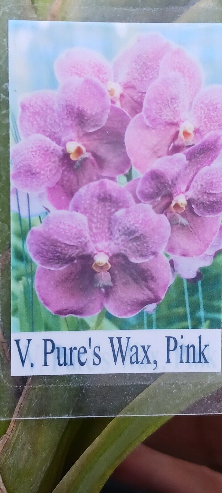 Vanda Pure's Wax Pink