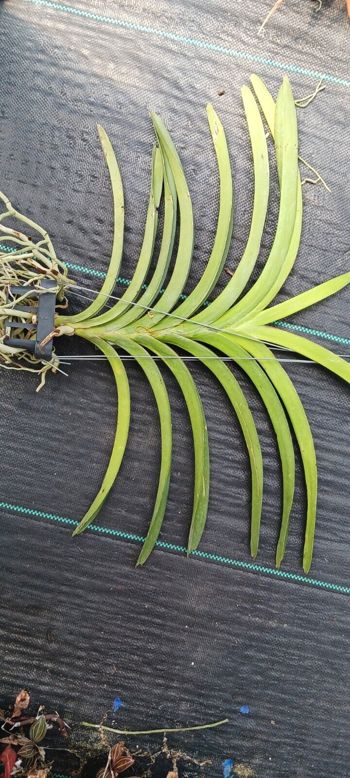 Vanda Pure's Wax Pink