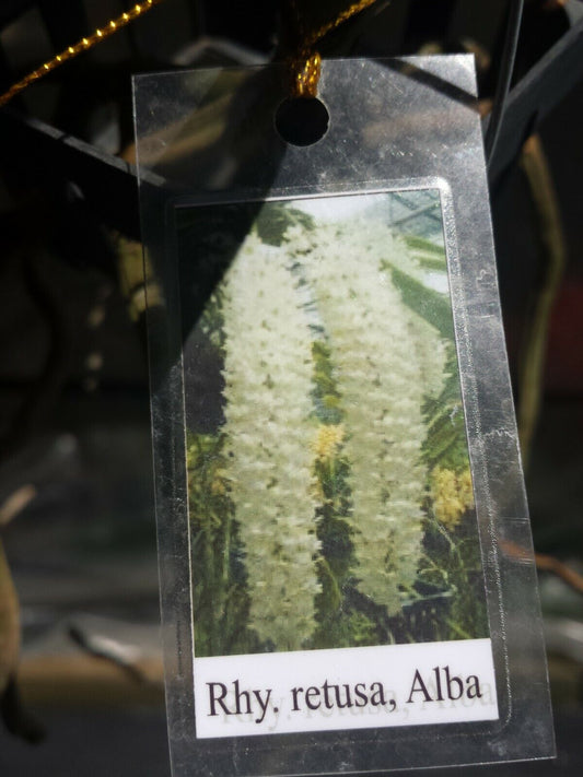 Vanda Rhynchostylis retusa alba Fragrant Fox Tail