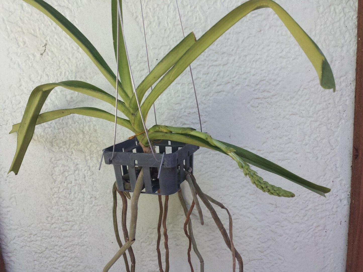 Vanda Rhynchostylis retusa alba Fragrant Fox Tail