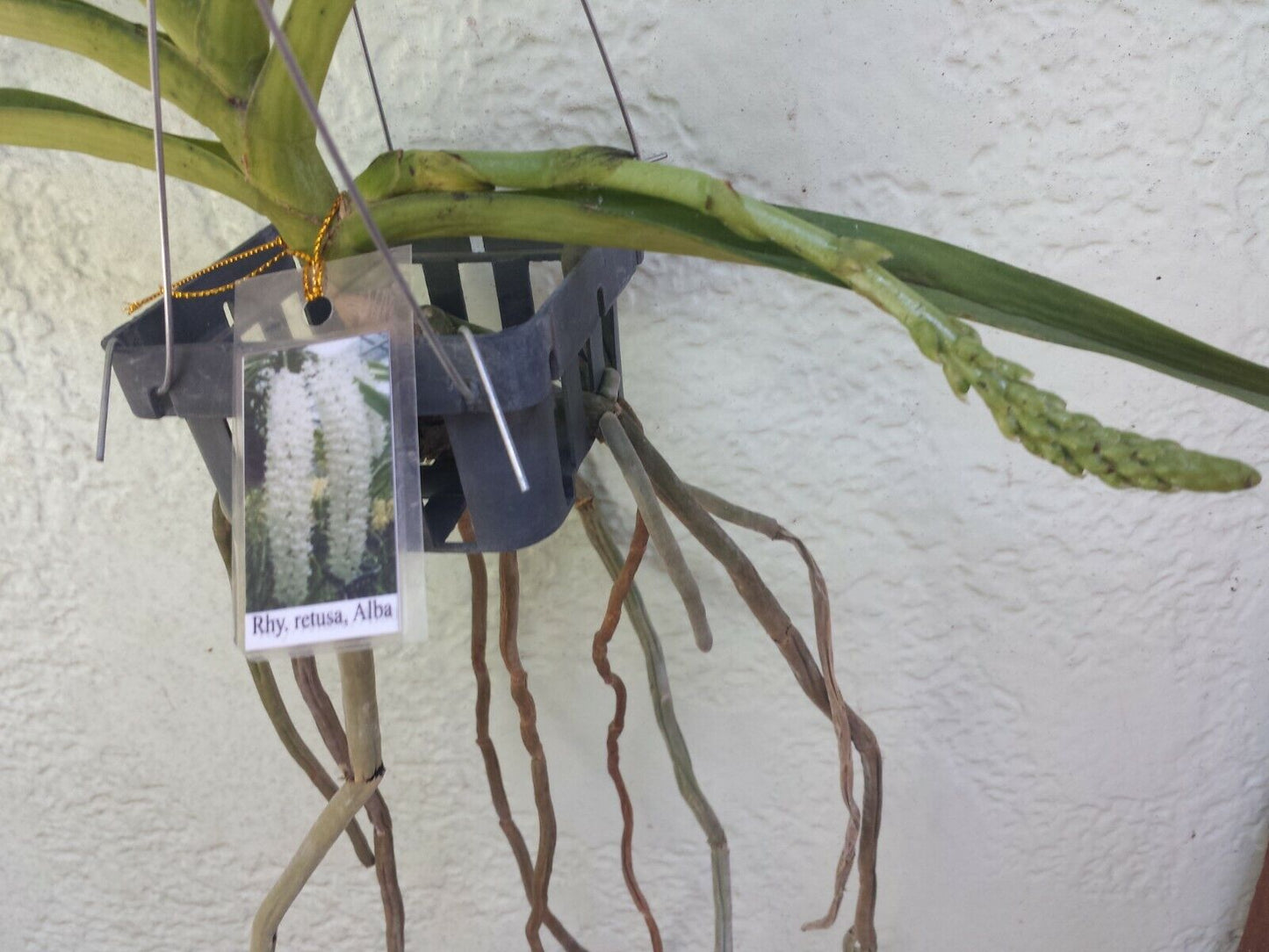 Vanda Rhynchostylis retusa alba Fragrant Fox Tail