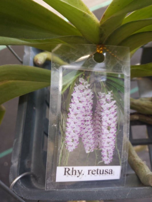 Vanda Rhynchostylist retusa Fragrant Fox Tail