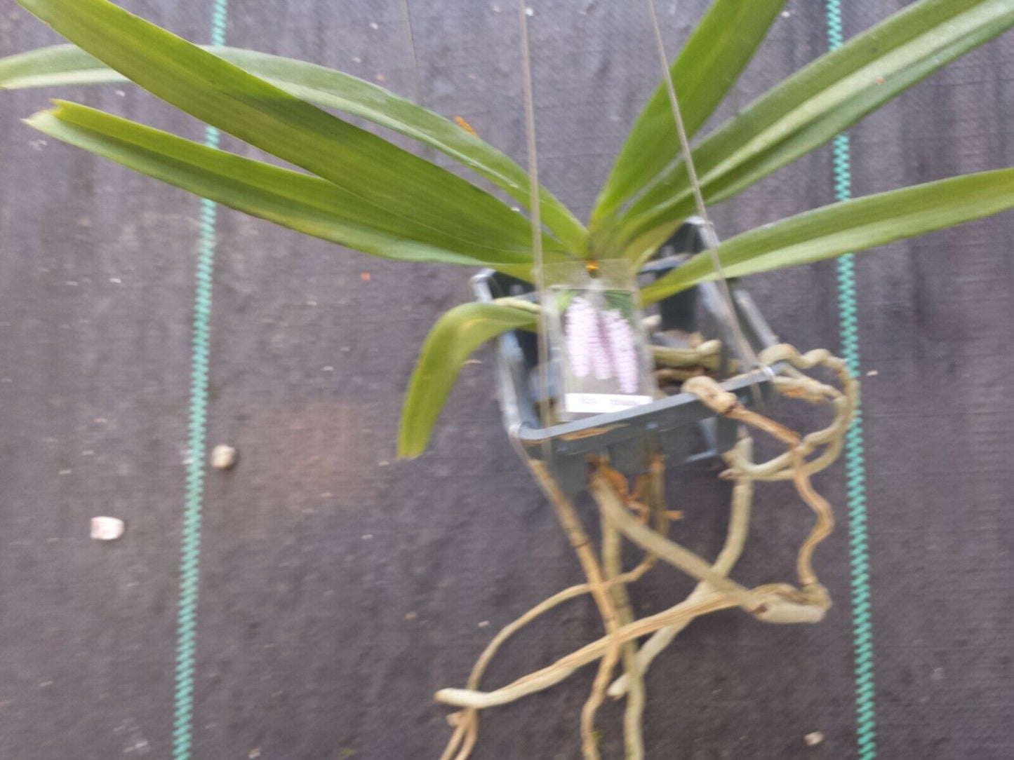 Vanda Rhynchostylist retusa Fragrant Fox Tail