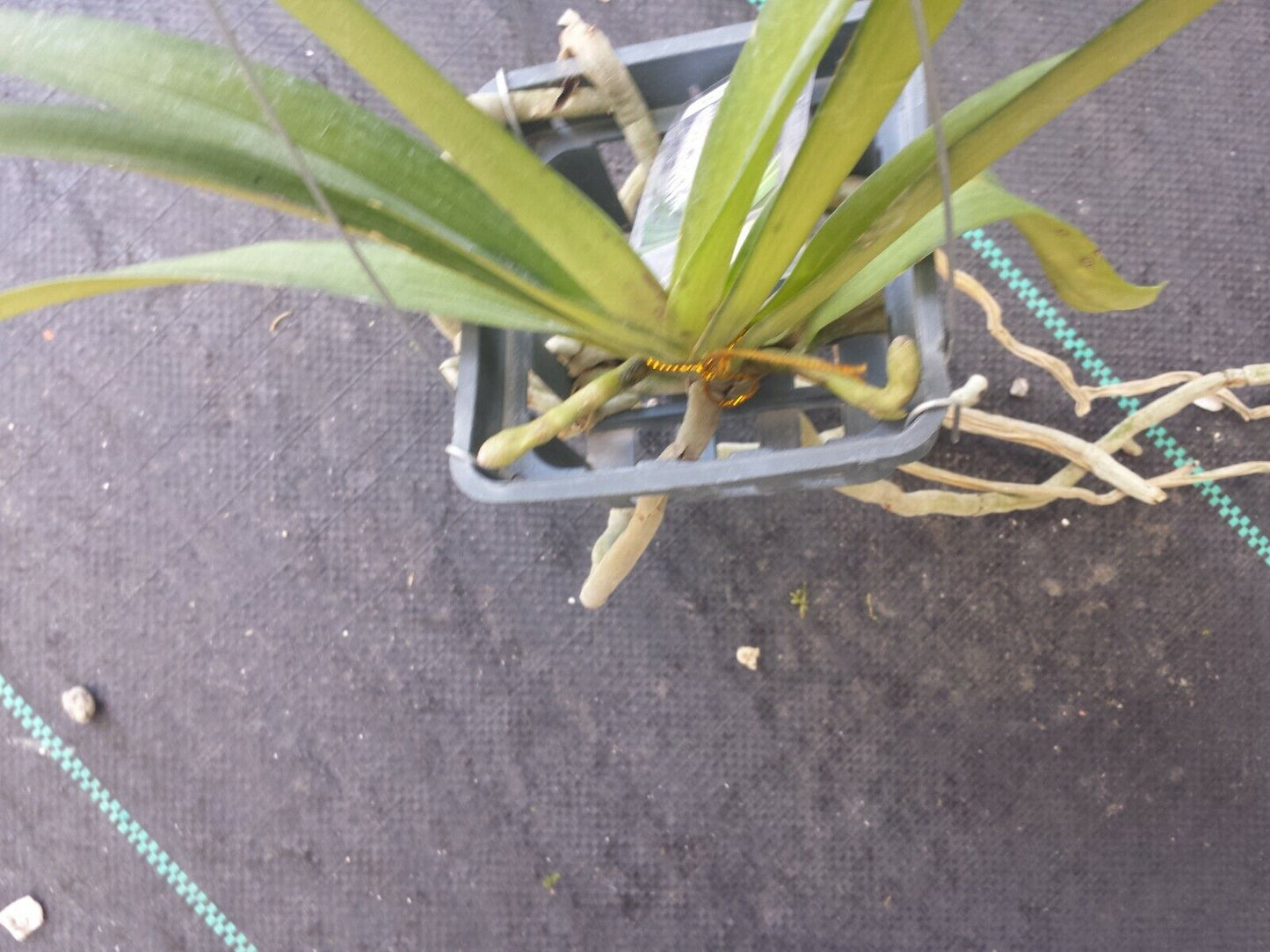 Vanda Rhynchostylist retusa Fragrant Fox Tail