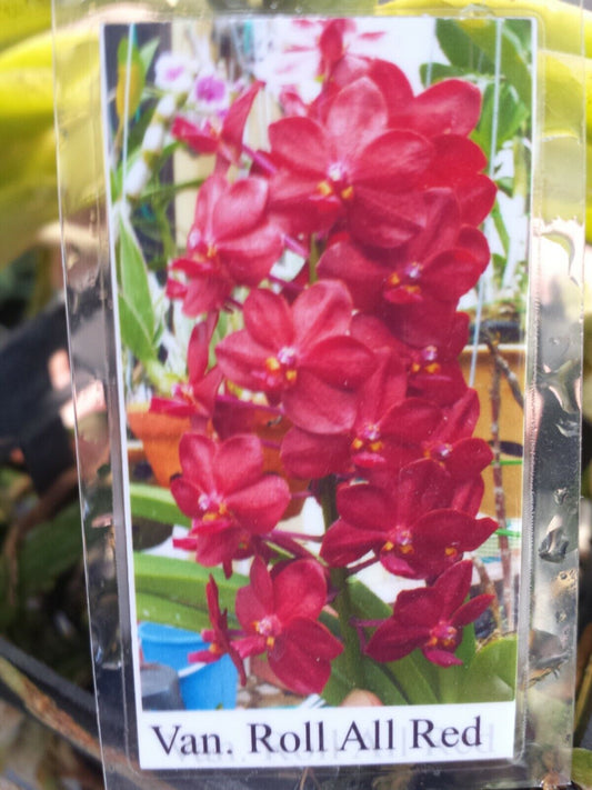 Vanda Roll On Red aka Roll All Red