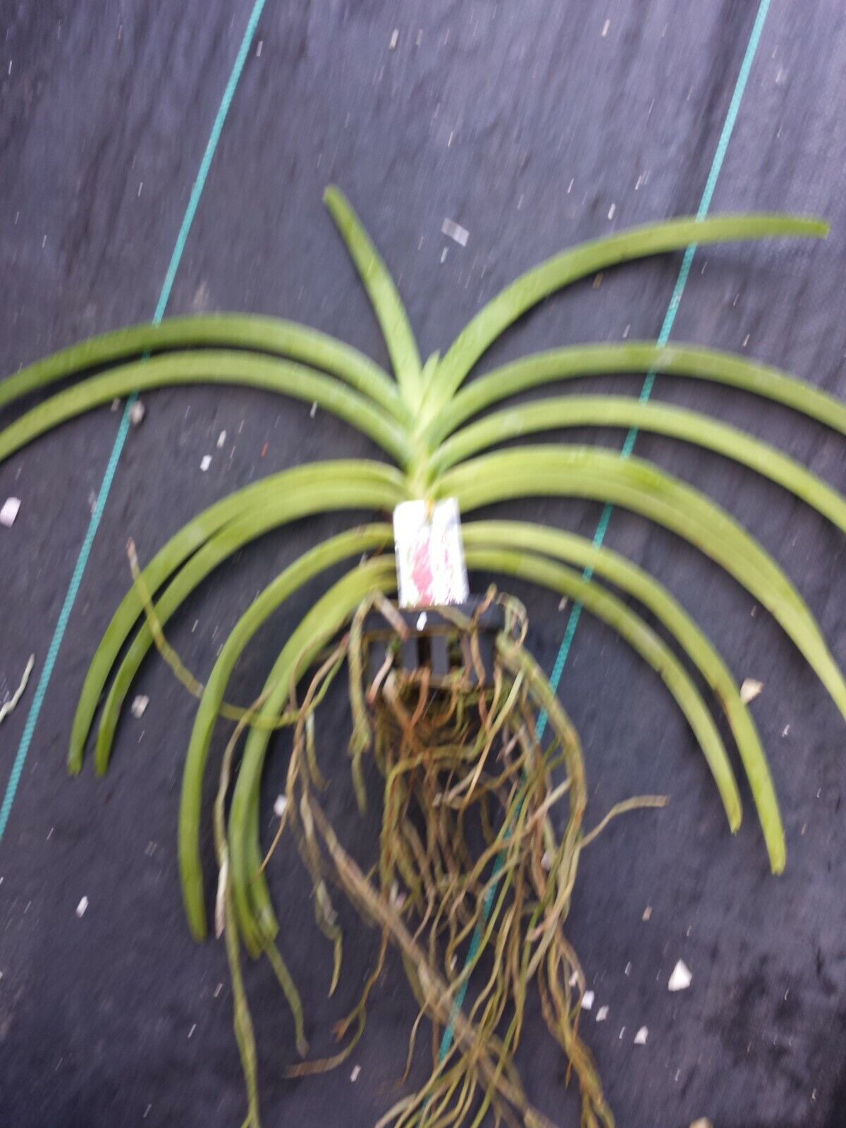 Vanda Roll On Red aka Roll All Red