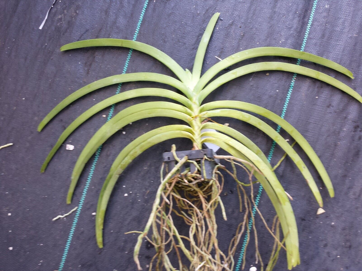 Vanda Roll On Red aka Roll All Red