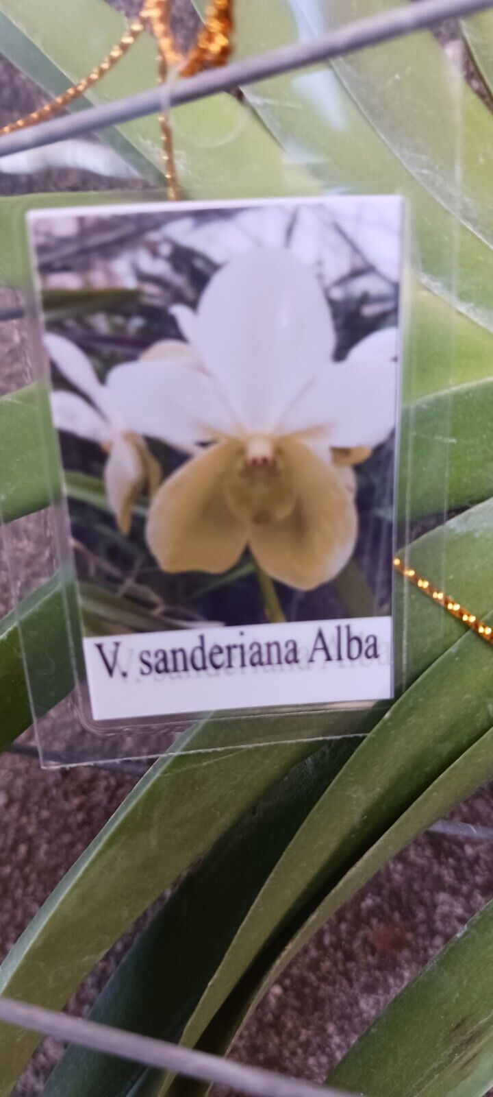 Vanda sanderiana alba