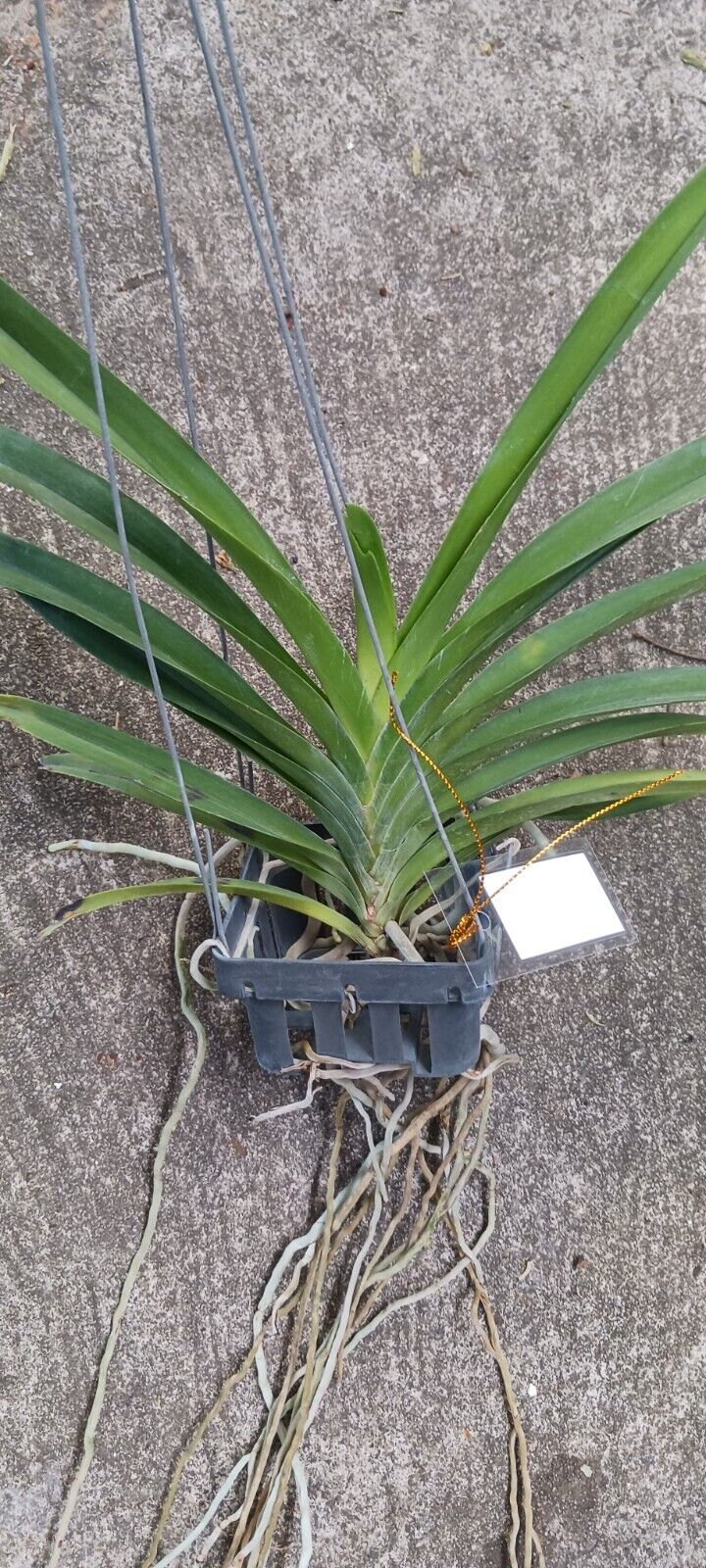 Vanda sanderiana alba