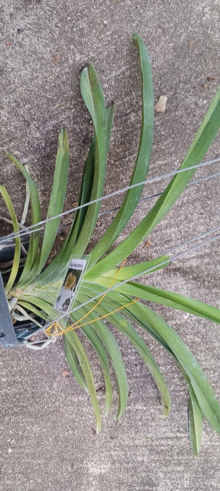 Vanda sanderiana alba