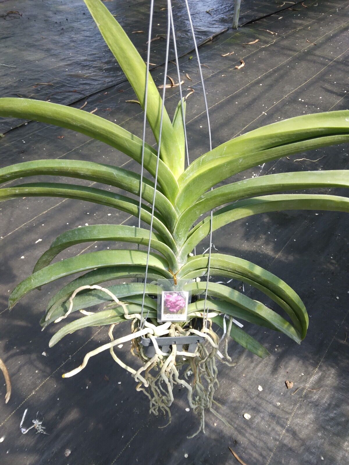 Vanda Sarao Cherry Bomb #148
