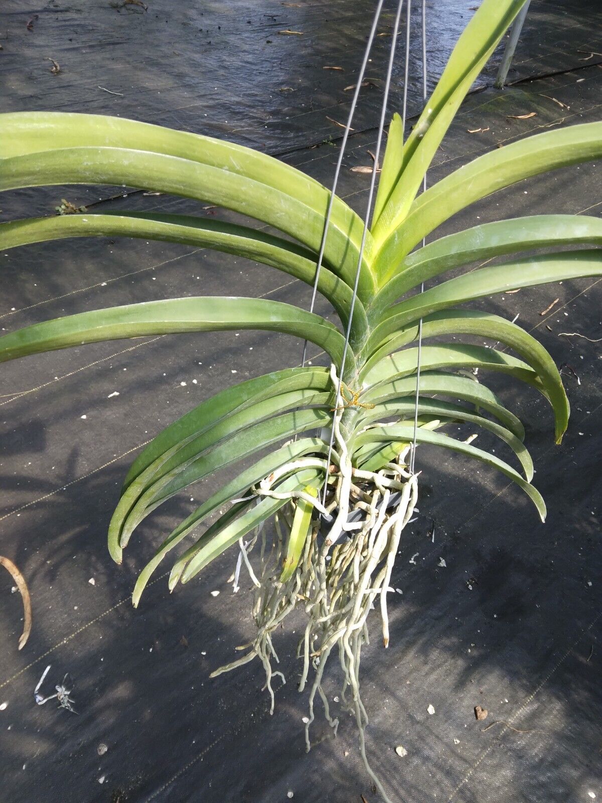 Vanda Sarao Cherry Bomb #148