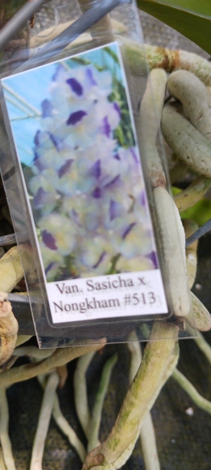 Vanda Sasicha x Nongkham 513