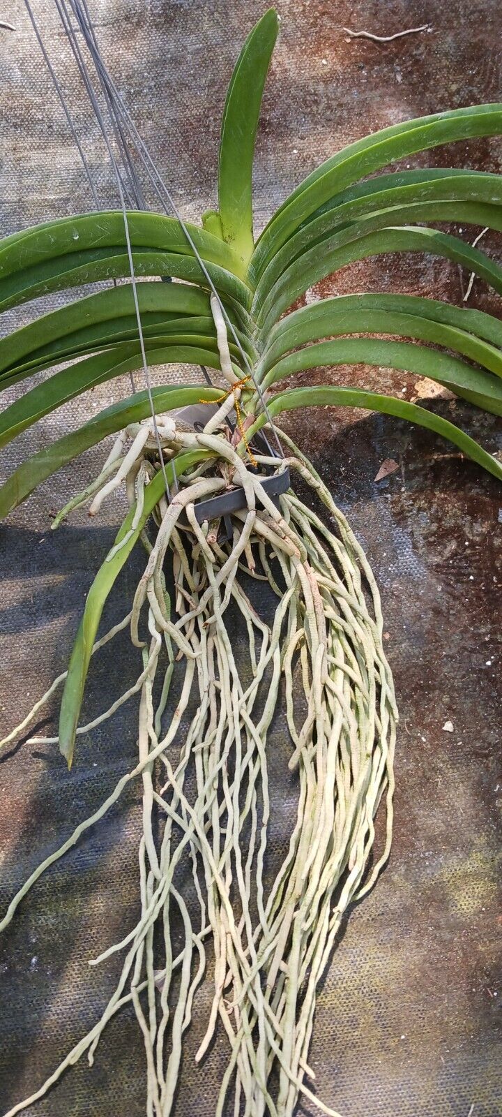 Vanda Sasicha x Nongkham 513