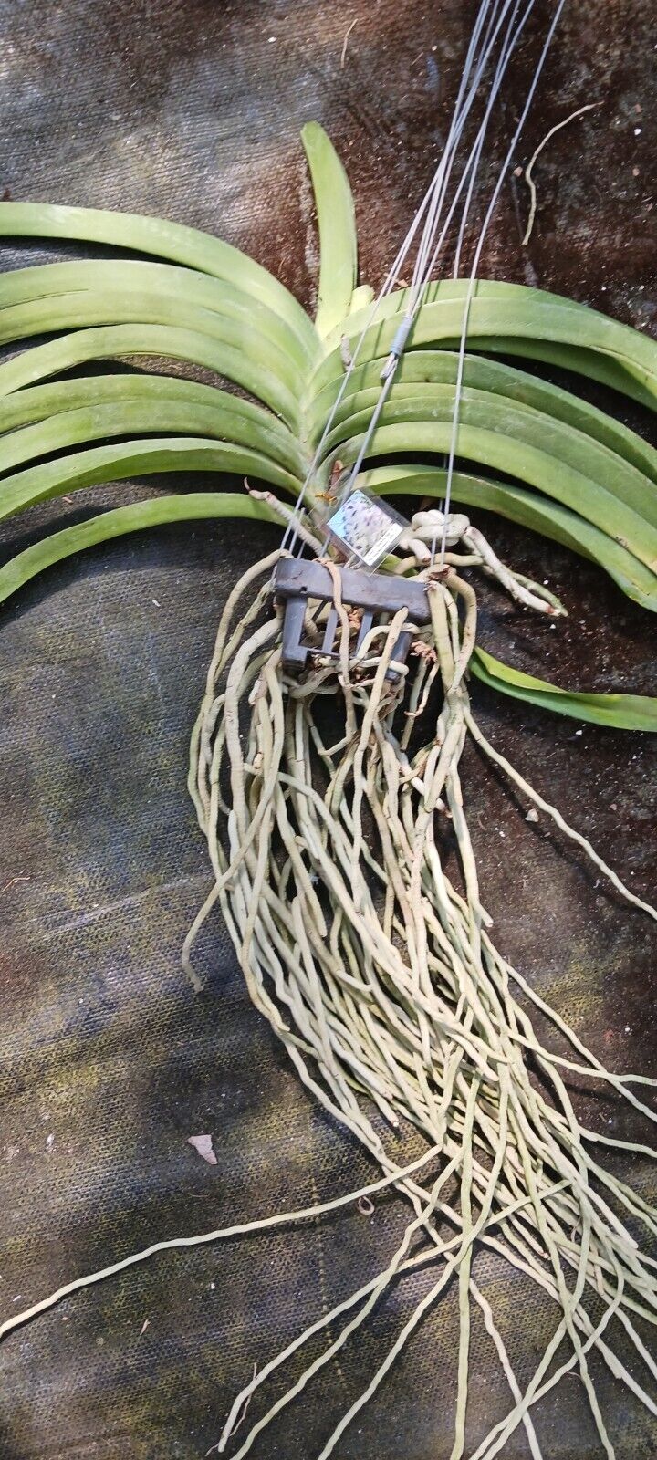 Vanda Sasicha x Nongkham 513
