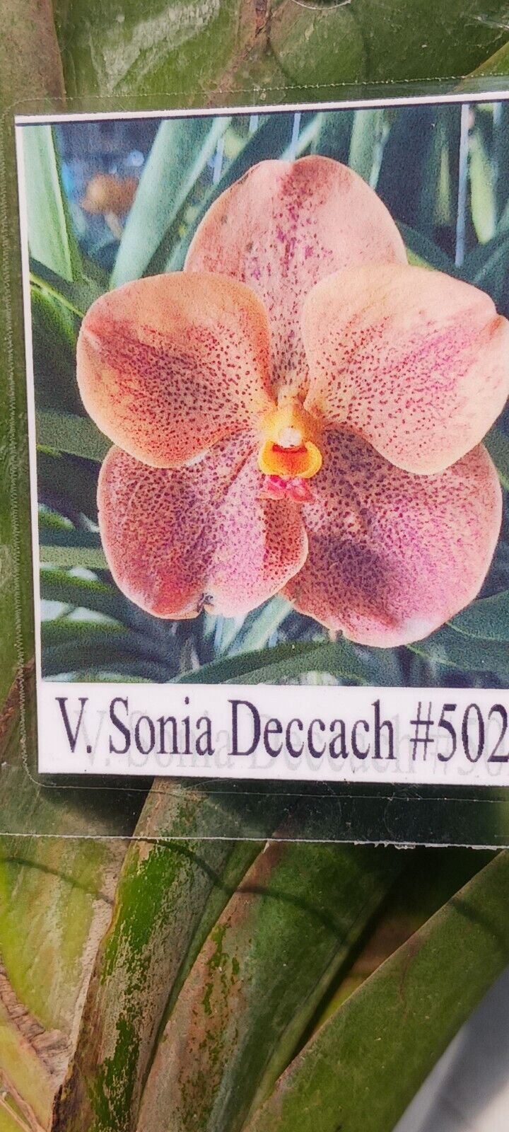 Vanda Sonia Deccach #502
