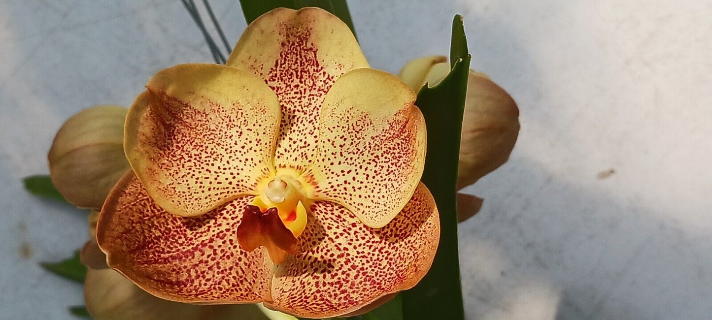 Vanda Sonia Deccach #502