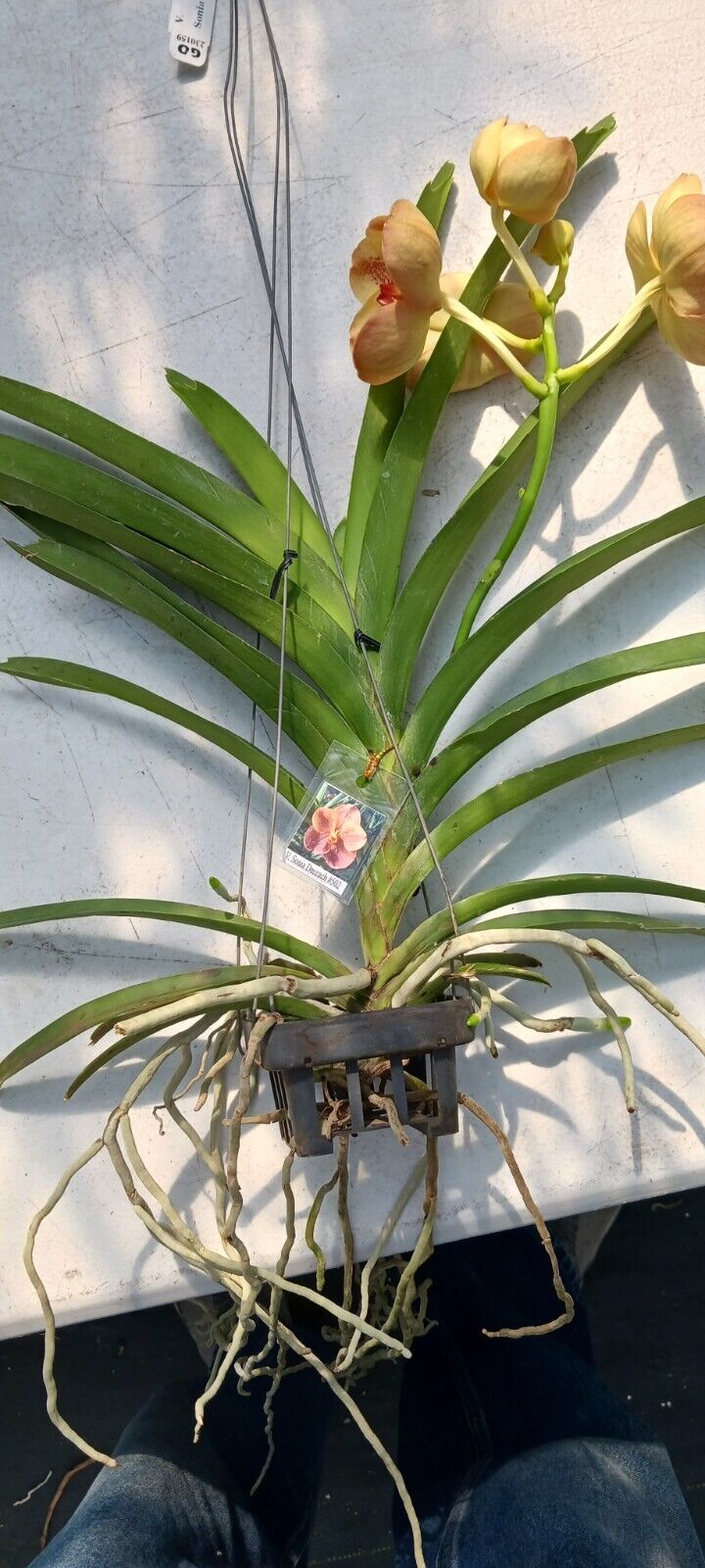 Vanda Sonia Deccach #502