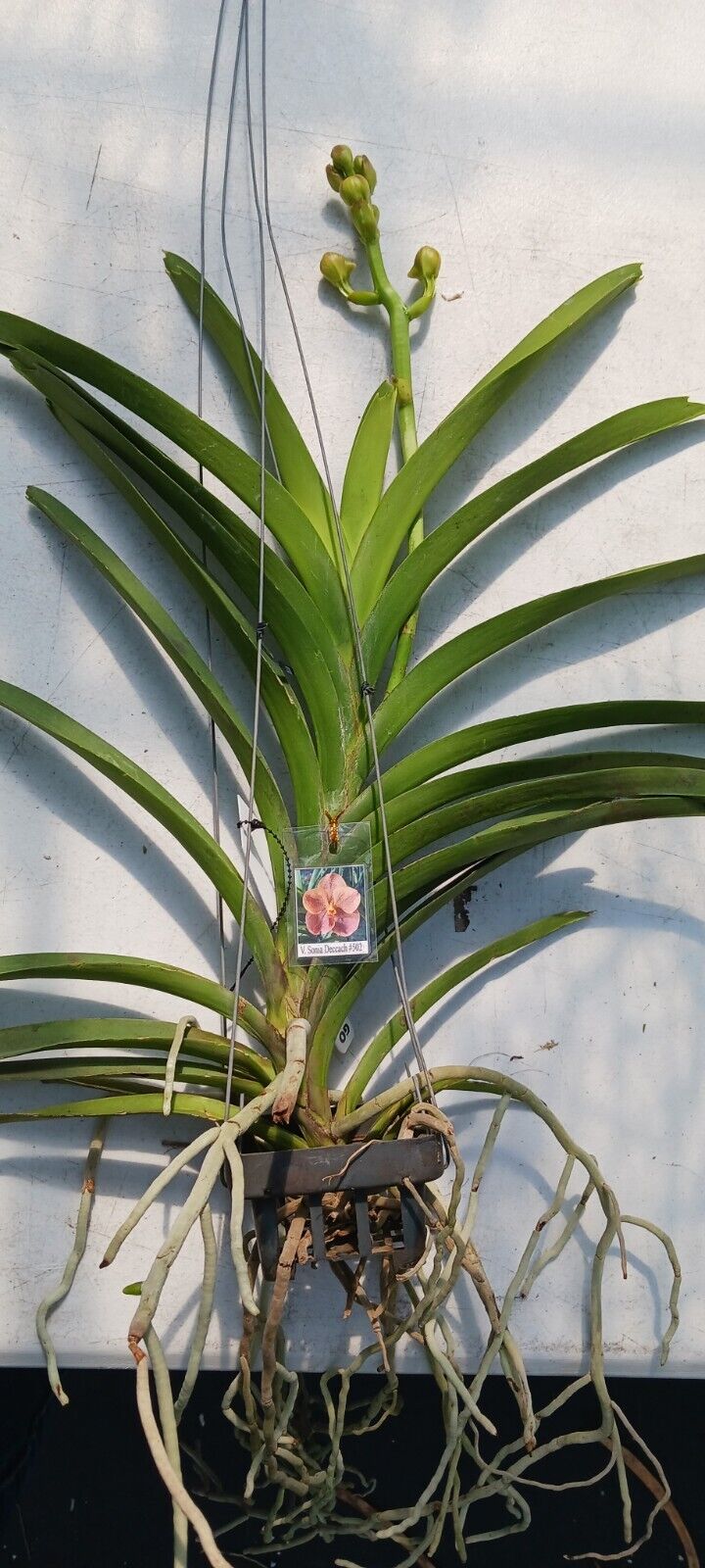 Vanda Sonia Deccach #502