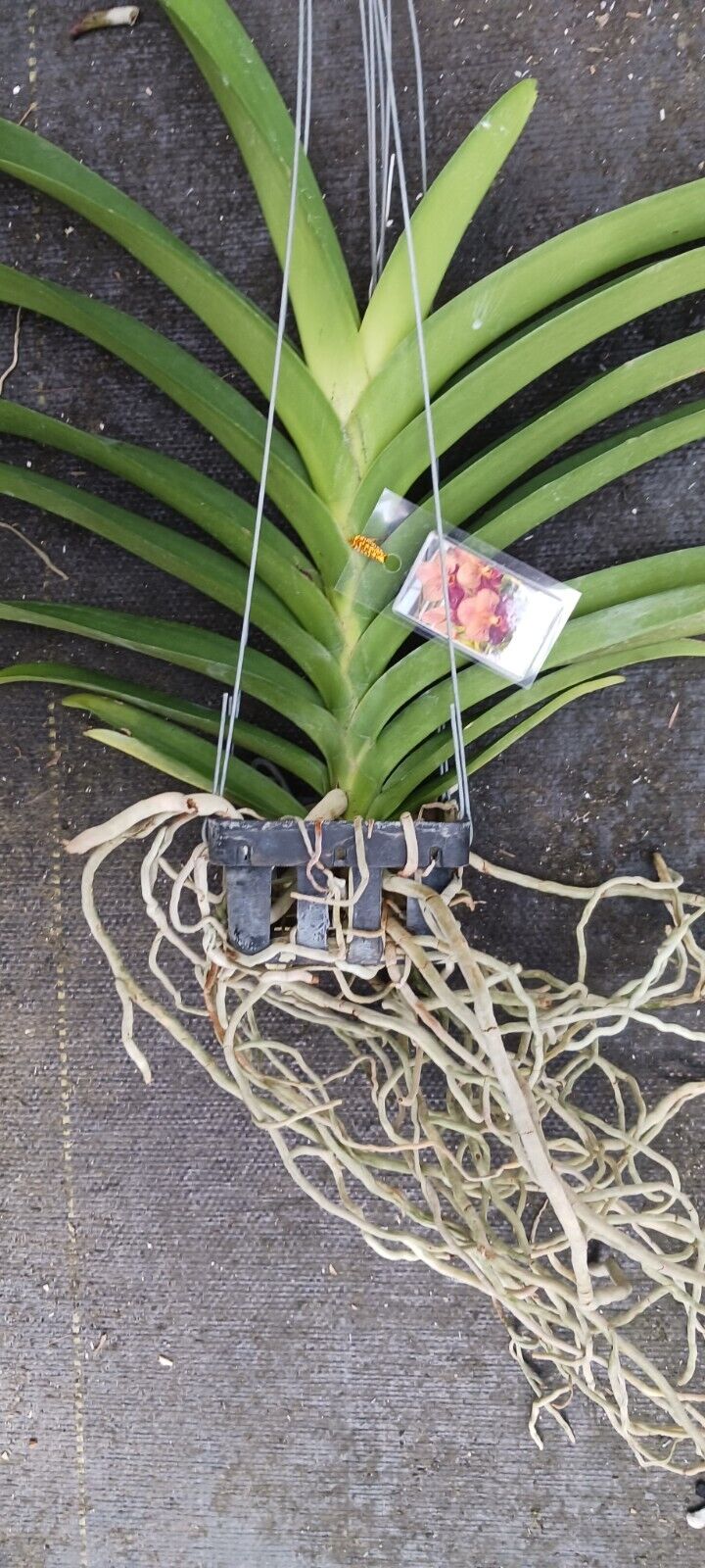 Vanda Taveesuka x Vivian-Sankemphaeng #458