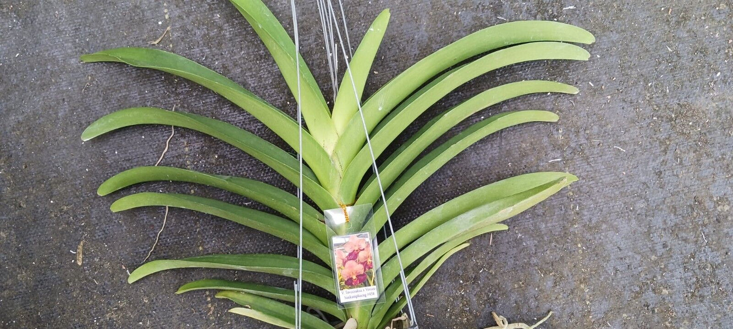 Vanda Taveesuka x Vivian-Sankemphaeng #458