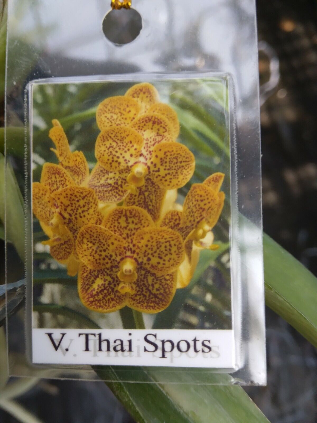 Vanda Thai Spot
