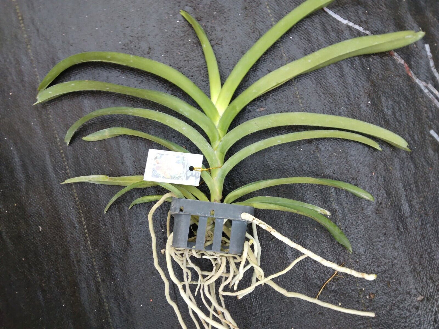 Vanda Thai Spot