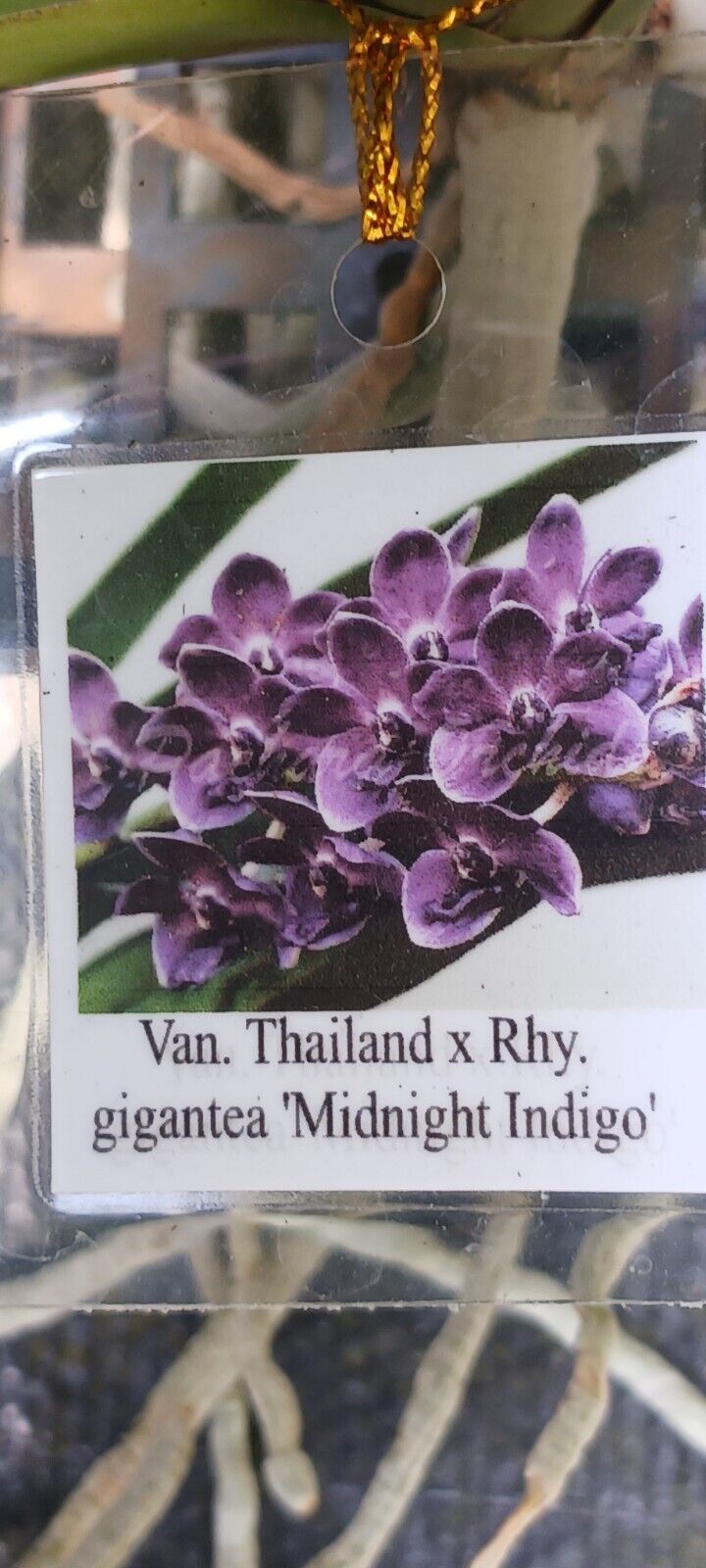Vanda Thailand x Rhy gigantea Midnight Indigo