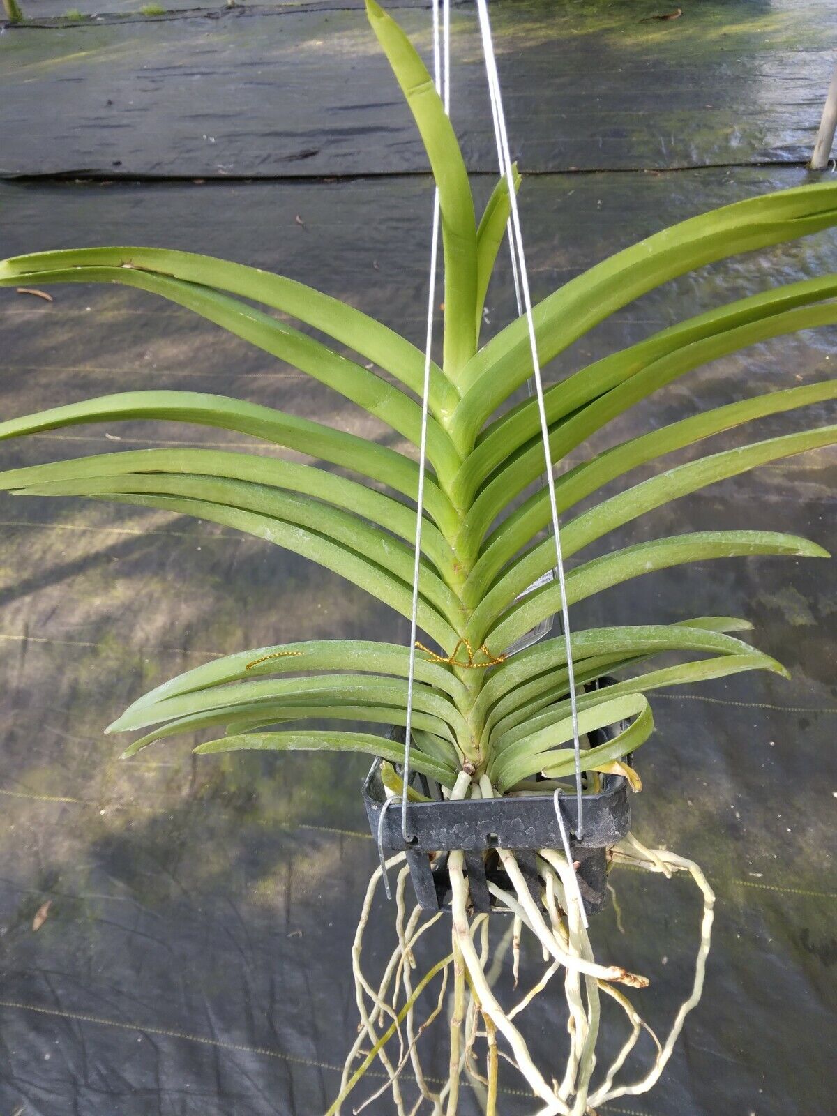 Vanda Thailand x tessellata x Mimi Palmer